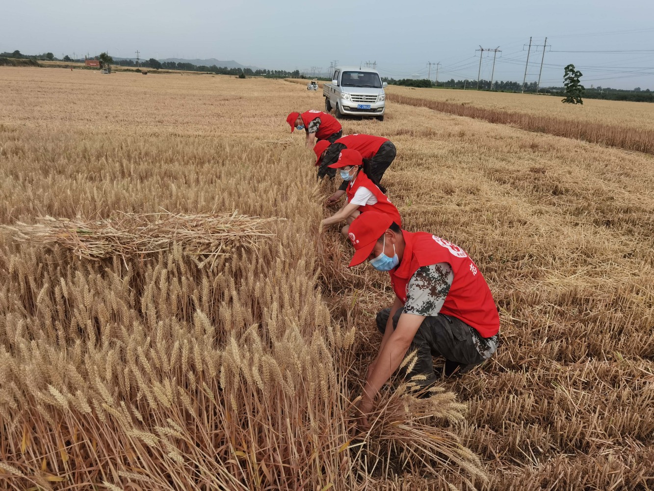 洛陽服務區組織員工幫助老鄉割麥子。周黃偉 攝.jpg