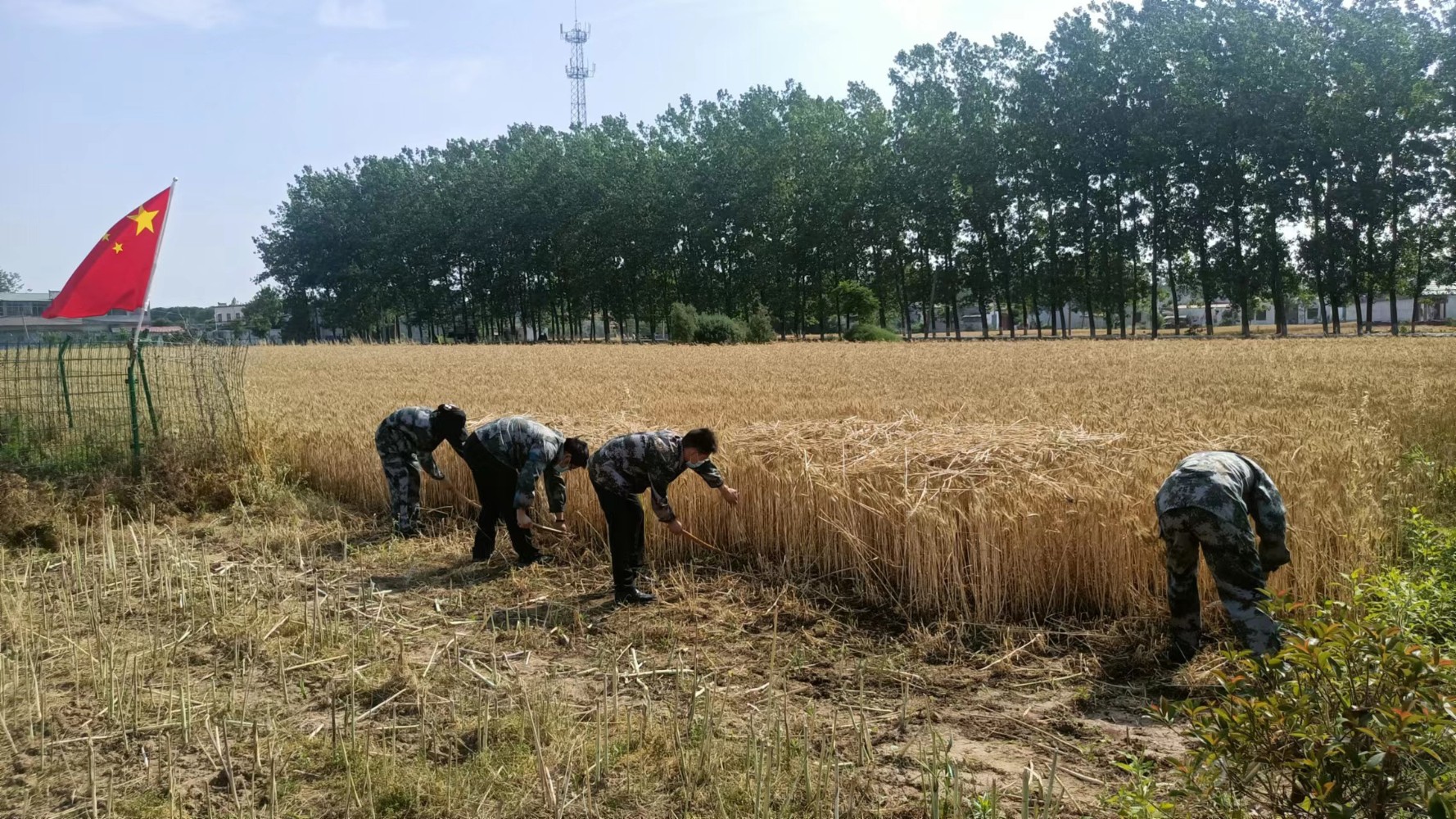 汝南服務區組織黨員開展“三夏”生產幫扶活動,為困難職工搶收小麥,確保顆粒歸倉。張文 攝.jpg