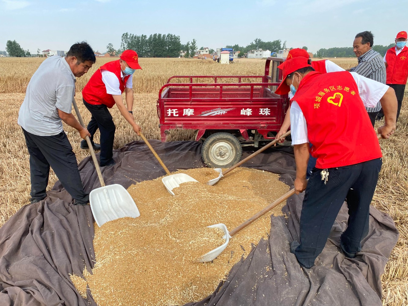 項城服務區黨員干部幫助困難職工搶收小麥。王鵬哲 攝.jpg