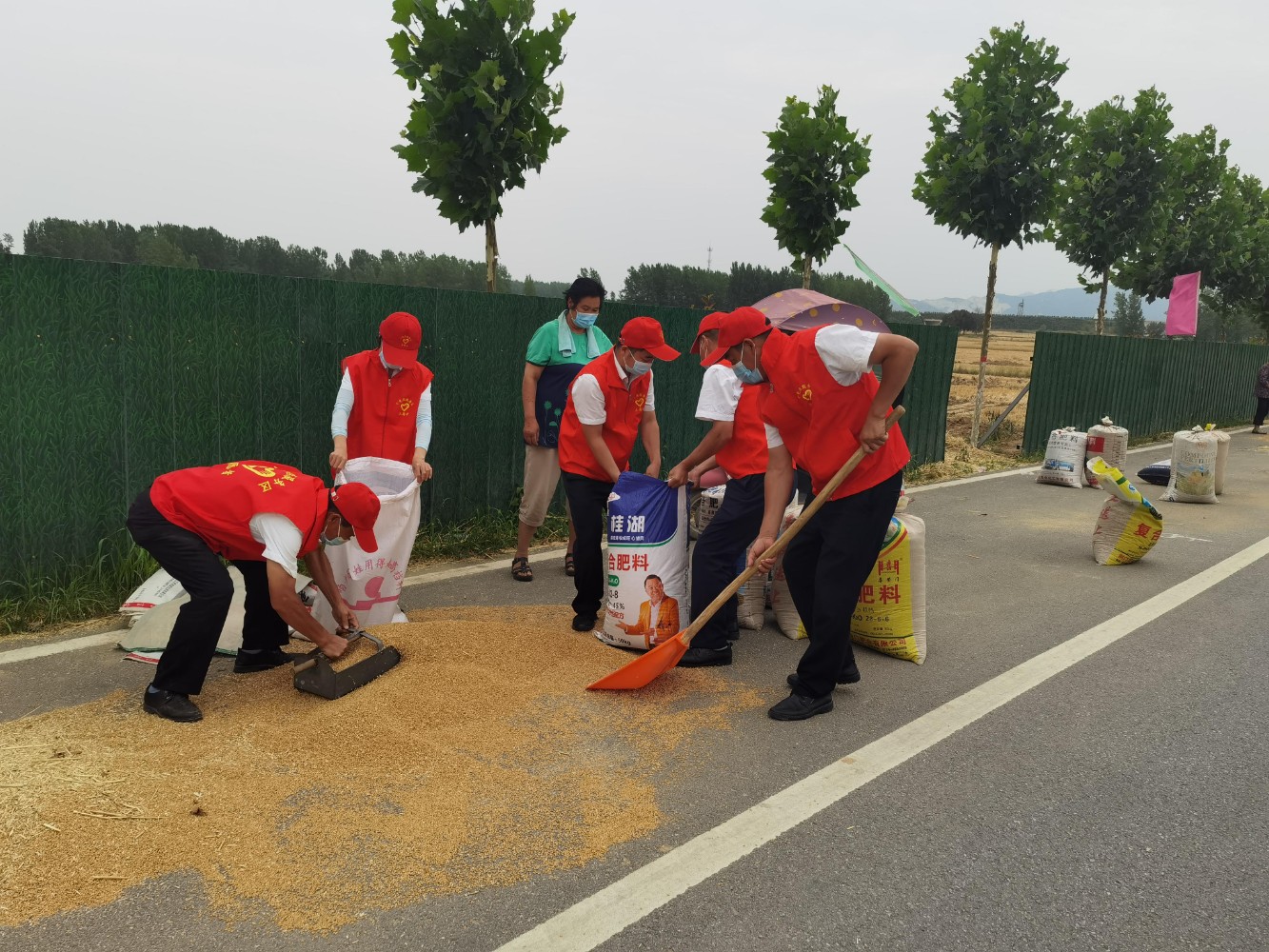 小史店服務區幫助留守老人搶收麥子、攤麥子、拉麥子,解決燃眉之急。翟彩云 攝.jpg